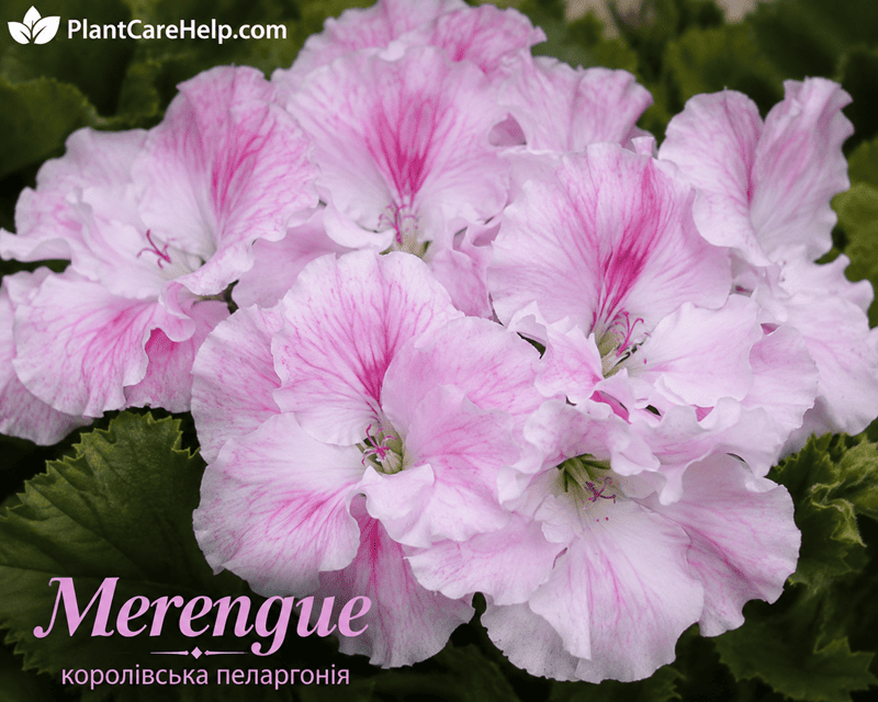 Королівська пеларгонія Merengue
