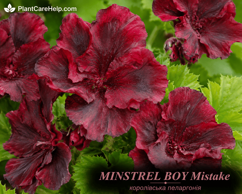 Королівська пеларгонія MINSTREL BOY Mistake