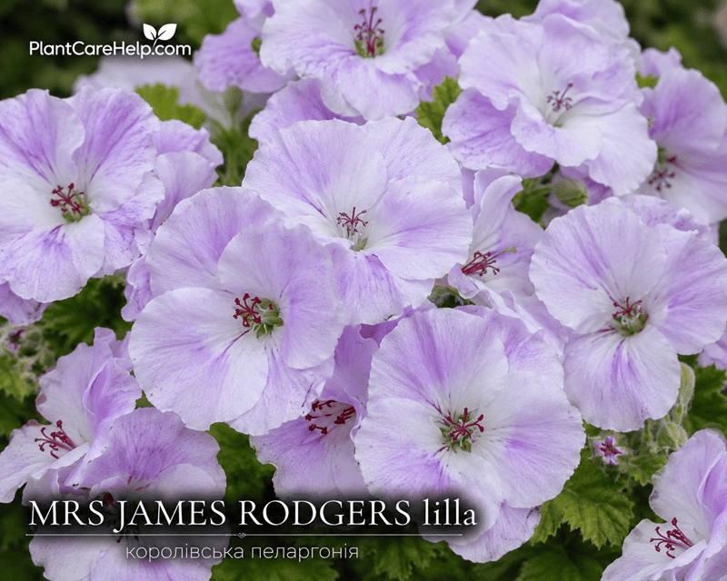 Королівська пеларгонія MRS JAMES RODGERS lilla