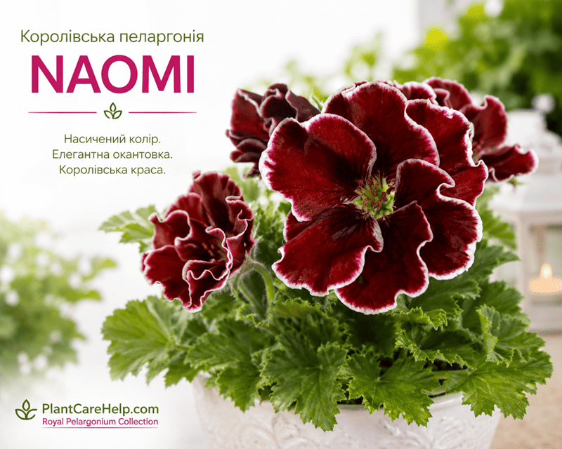 Королівська пеларгонія NAOMI