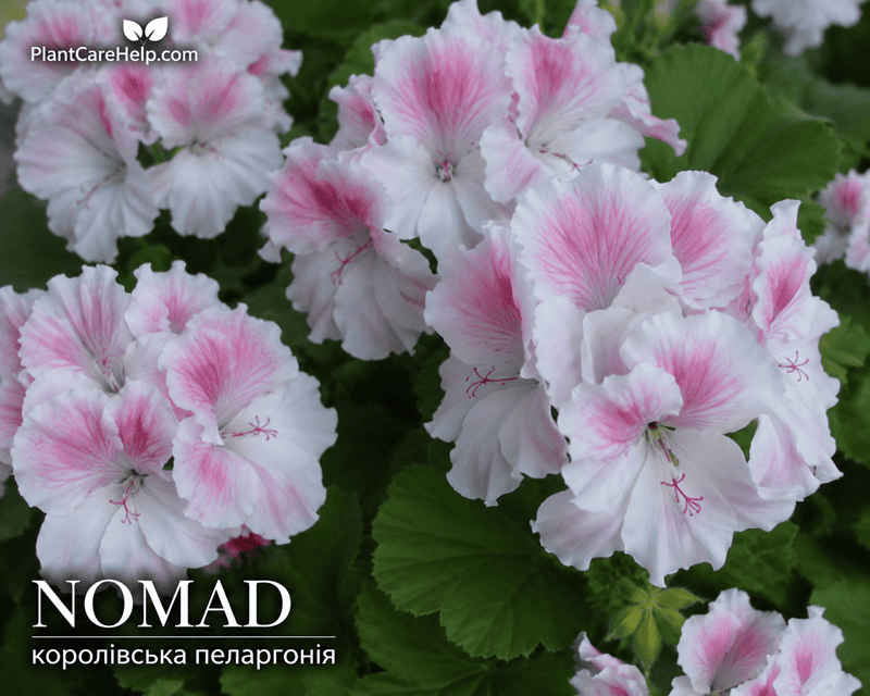 Королівська пеларгонія NOMAD