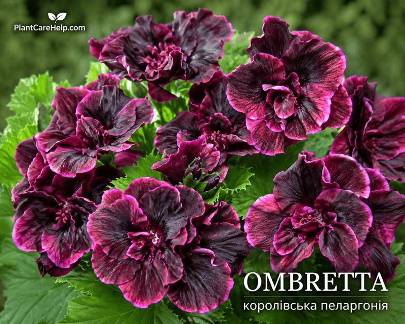 Королівська пеларгонія Ombretta