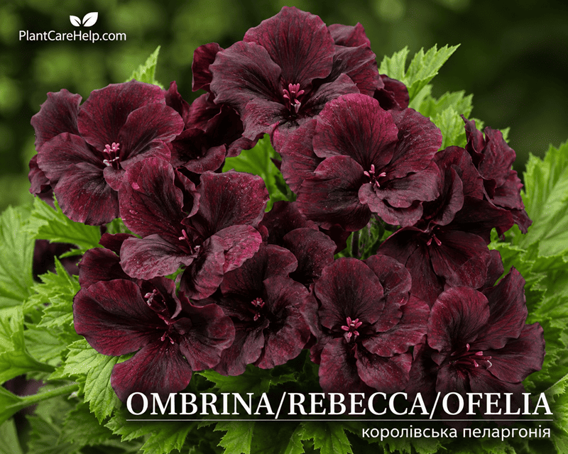 Королівська пеларгонія Ombrina Rebecca Ofelia