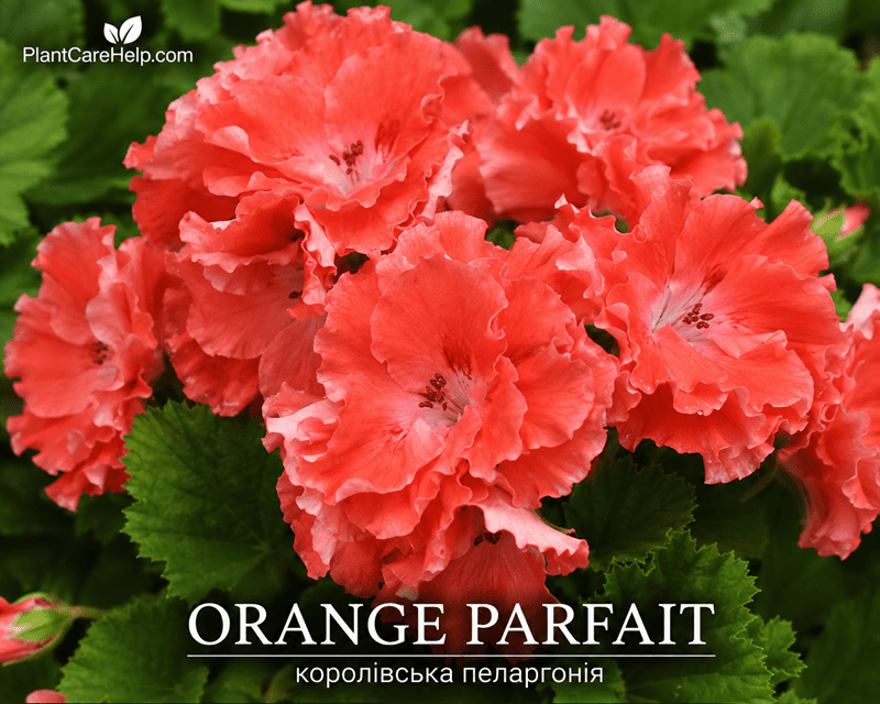 Королівська пеларгонія ORANGE PARFAIT