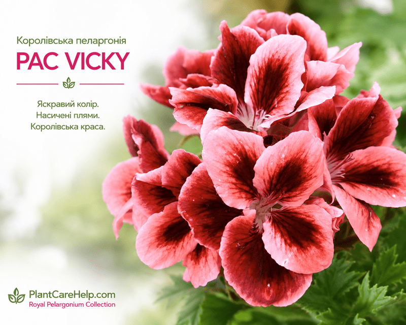 Королівська пеларгонія PAC VICKY