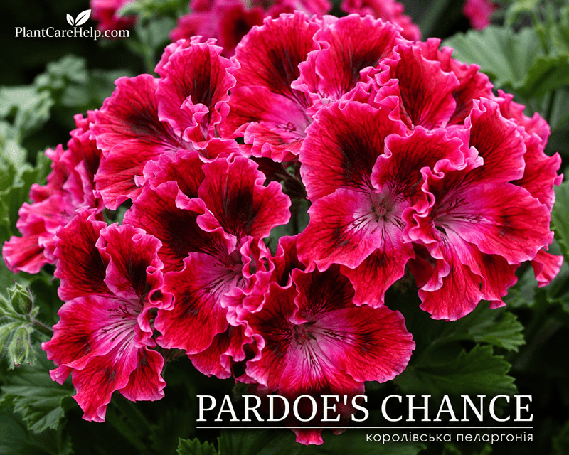 Королівська пеларгонія PARDOE’S CHANCE