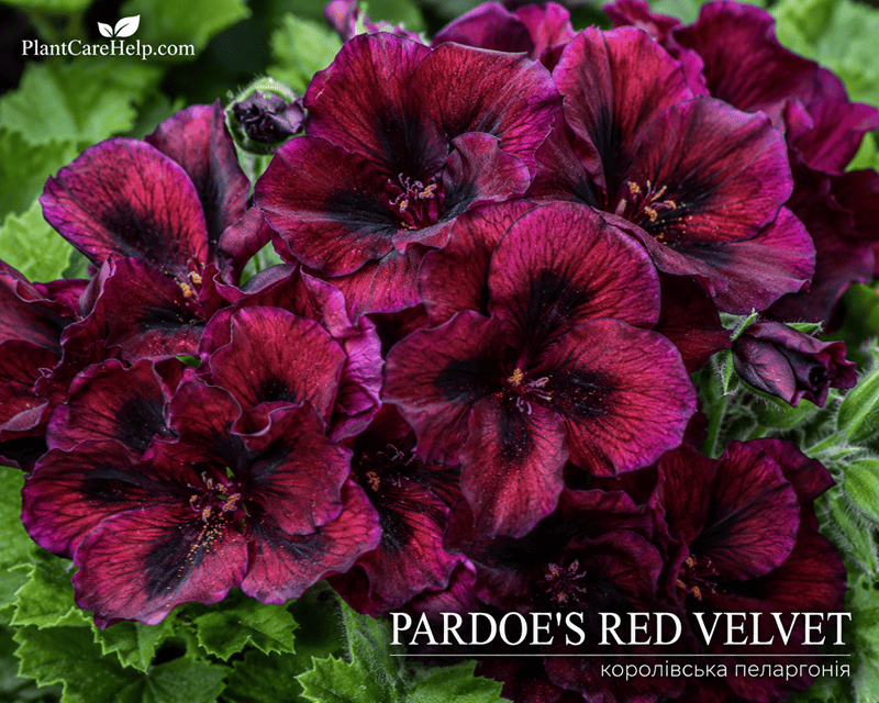 Королівська пеларгонія PARDOE’S RED VELVET
