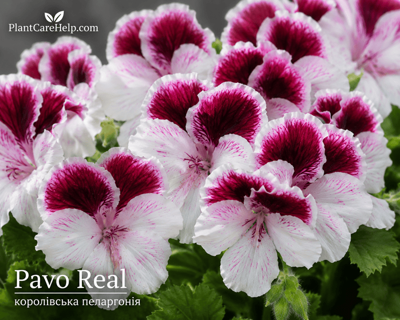Королівська пеларгонія Pavo Real