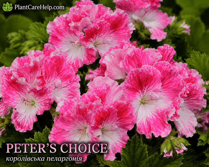 Королівська пеларгонія PETER’S CHOICE
