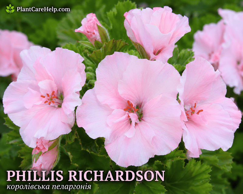 PHILLIS RICHARDSON Regal Pelargonium with soft pink flowers