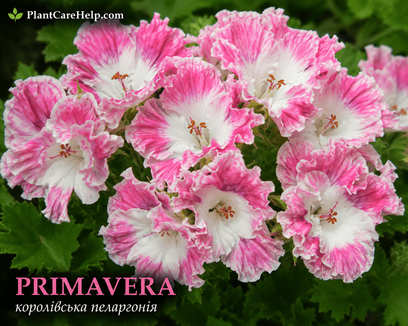 PRIMAVERA Regal Pelargonium with white-pink flowers