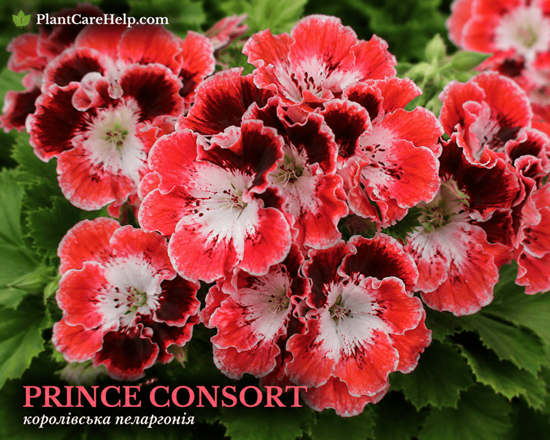 PRINCE CONSORT Regal Pelargonium with coral-red flowers and dark burgundy blotches