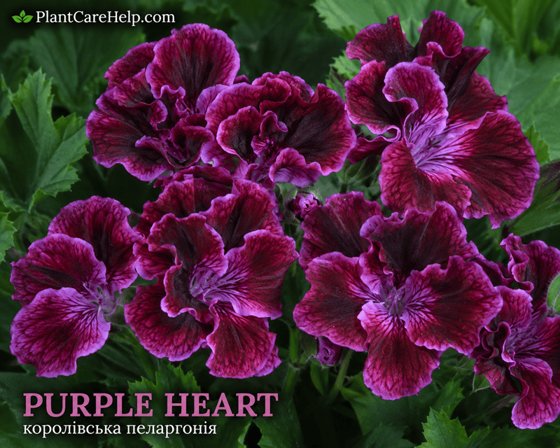 PURPLE HEART Regal Pelargonium with dark purple-burgundy flowers
