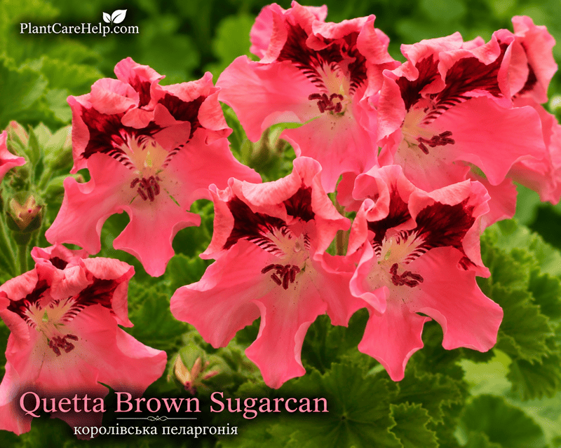 Королівська пеларгонія Quetta Brown Sugarcan