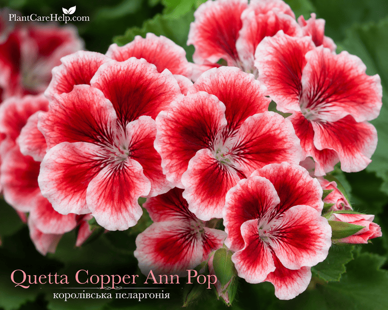 Quetta Copper Ann Pop Regal Pelargonium with coral-red flowers