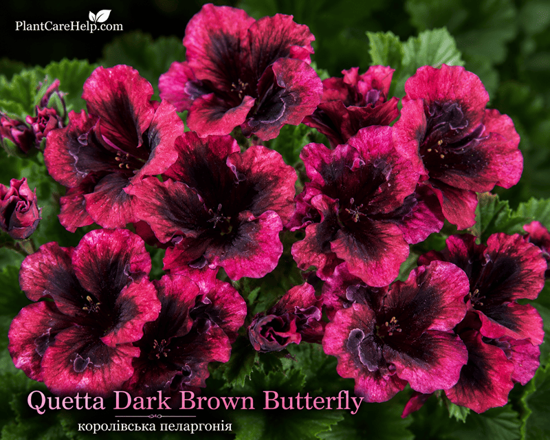 Королівська пеларгонія Quetta Dark Brown Butterfly
