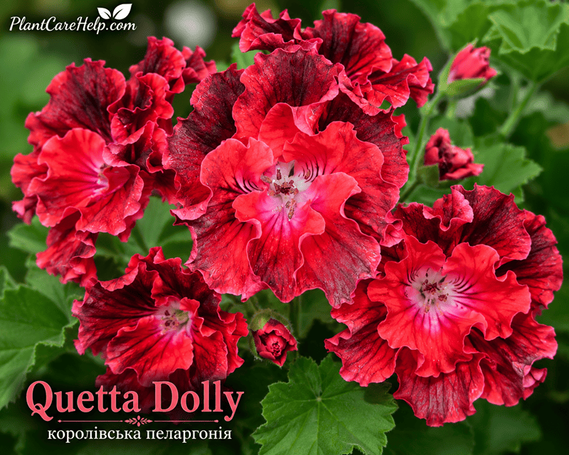 Королівська пеларгонія Quetta Dolly