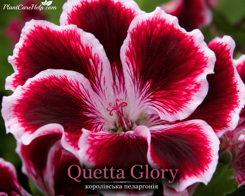 QUETTA GLORY