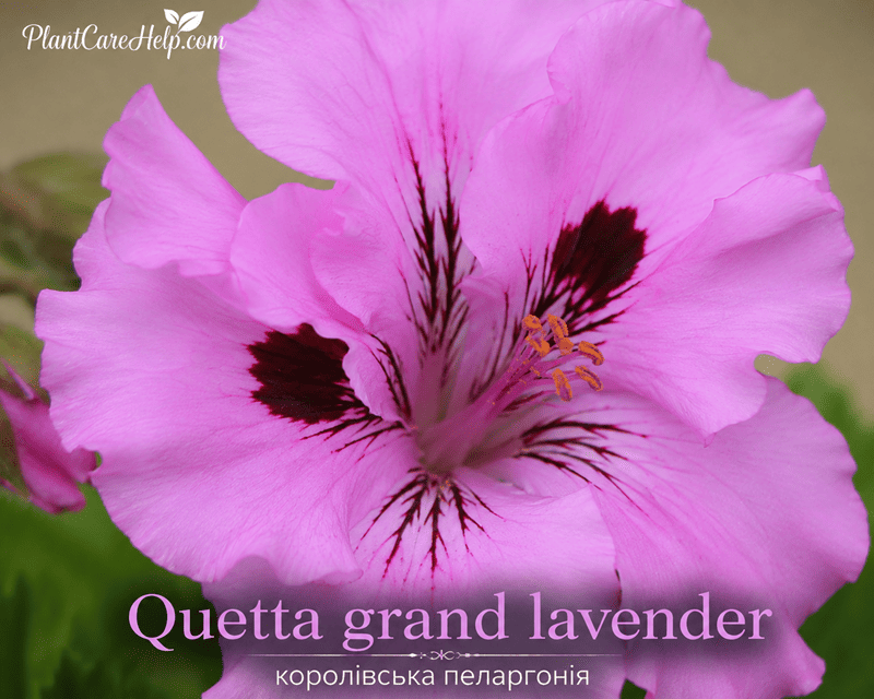 QUETTA GRAND LAVENDER