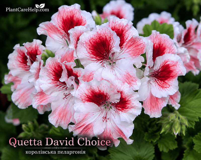 Quetta Herbal Light Regal Pelargonium with white-pink flowers and crimson-red blotches