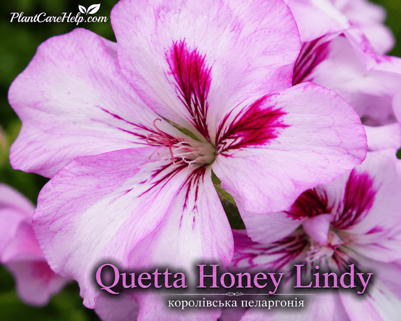 QUETTA HONEY LINDY