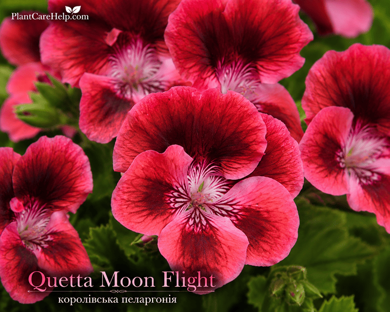 Королівська пеларгонія Quetta Moon Flight