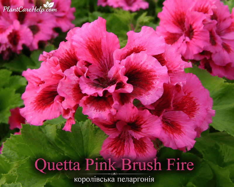 Королівська пеларгонія Quetta Pink Brush Fire