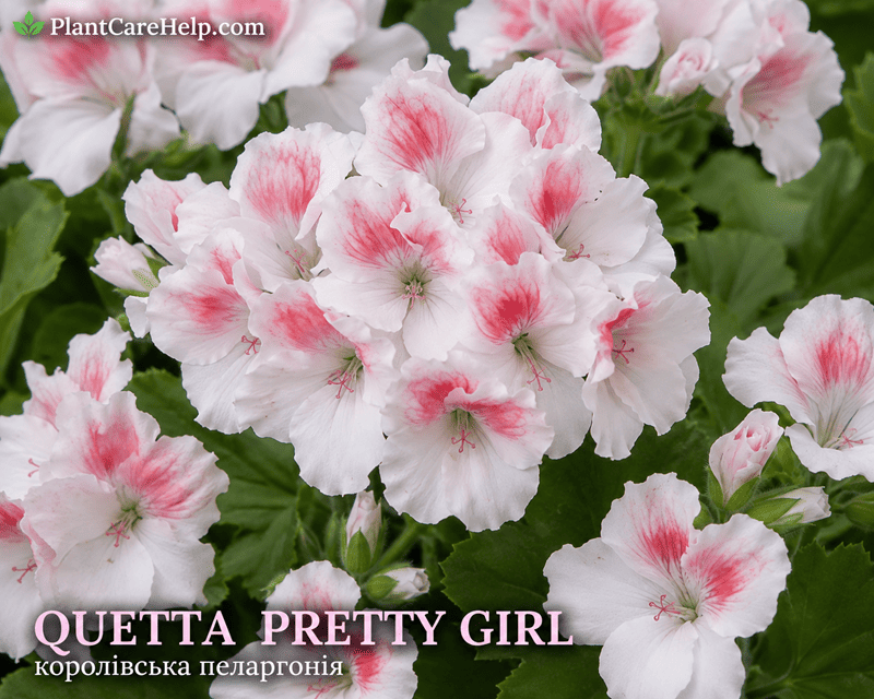 Королівська пеларгонія Quetta Pretty Girl