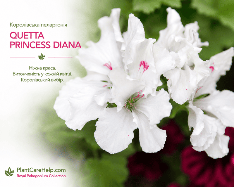 Королівська пеларгонія QUETTA PRINCESS DIANA