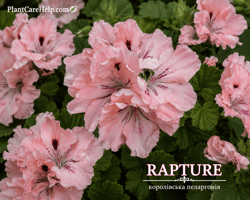 Королівська пеларгонія RAPTURE