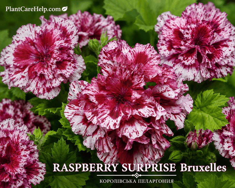 Королівська пеларгонія RASPBERRY SURPRISE Bruxelles