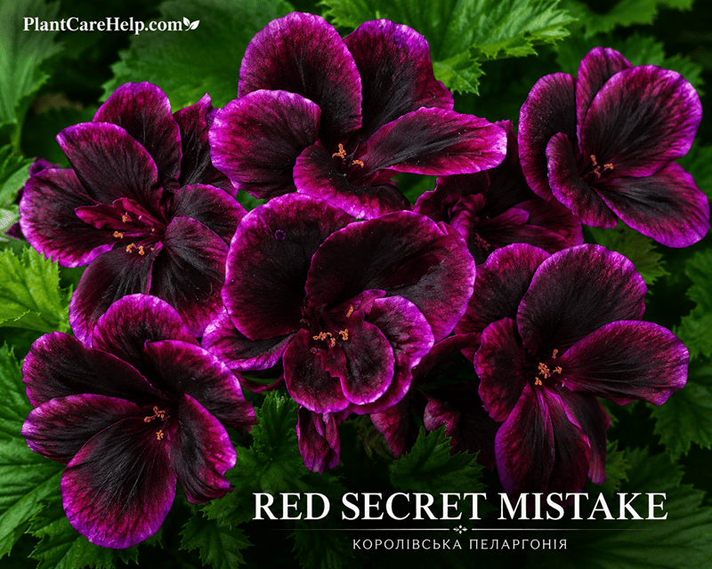 Королівська пеларгонія RED SECRET MISTAKE