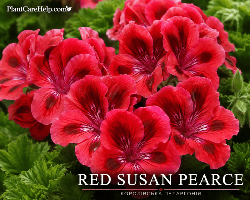 Королівська пеларгонія RED SUSAN PEARCE