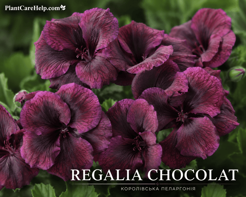 Королівська пеларгонія REGALIA CHOCOLAT