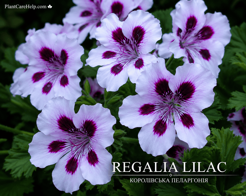 Королівська пеларгонія REGALIA LILAC