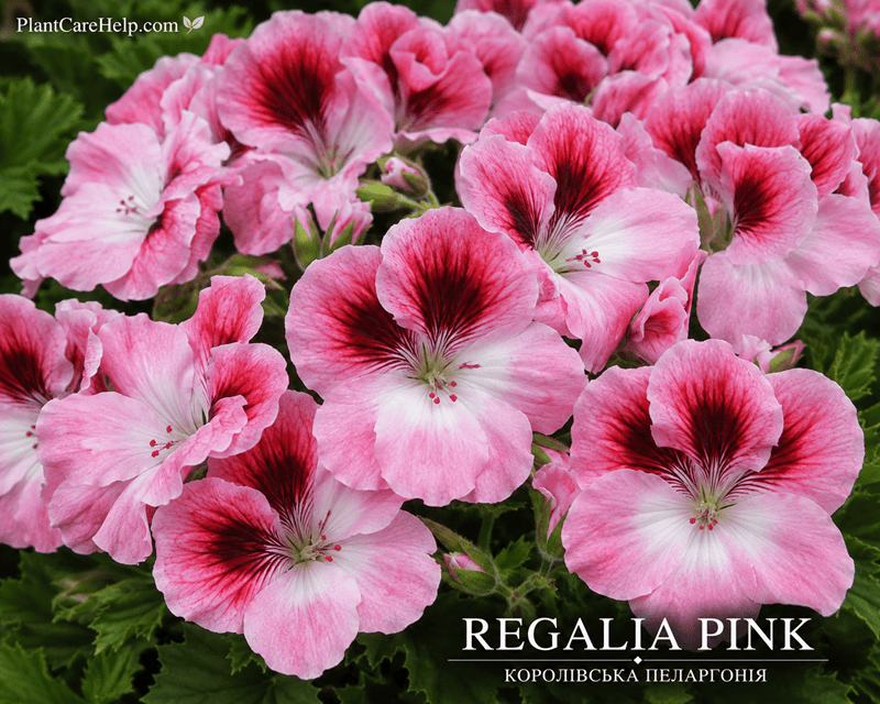 Королівська пеларгонія REGALIA PINK