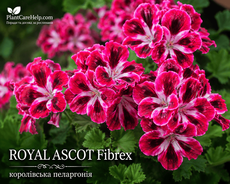 Королівська пеларгонія ROYAL ASCOT Fibrex