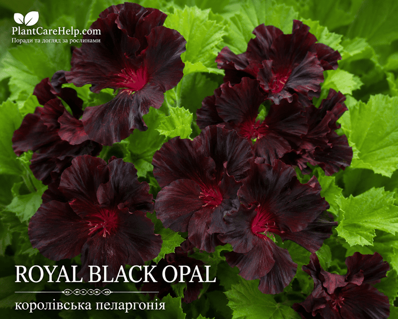 Королівська пеларгонія ROYAL BLACK OPAL