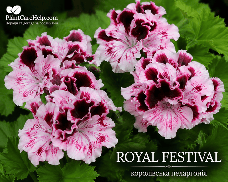 Королівська пеларгонія ROYAL FESTIVAL
