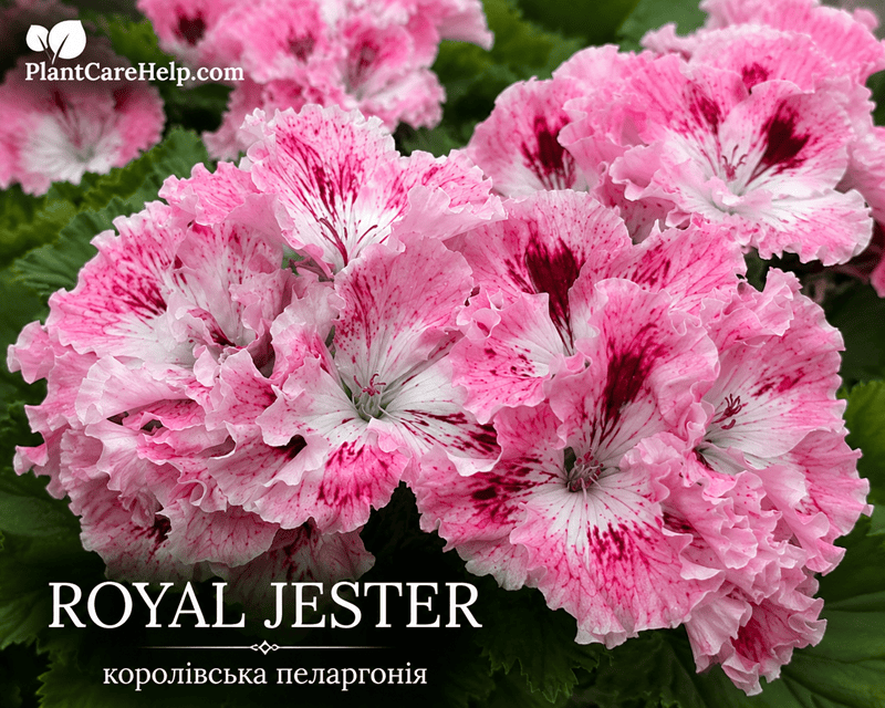 Королівська пеларгонія ROYAL JESTER