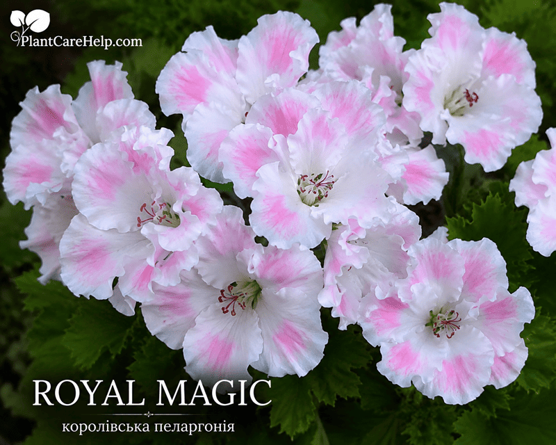 Королівська пеларгонія ROYAL MAGIC