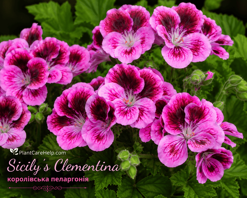 Королівська пеларгонія Sicily’s Clementina