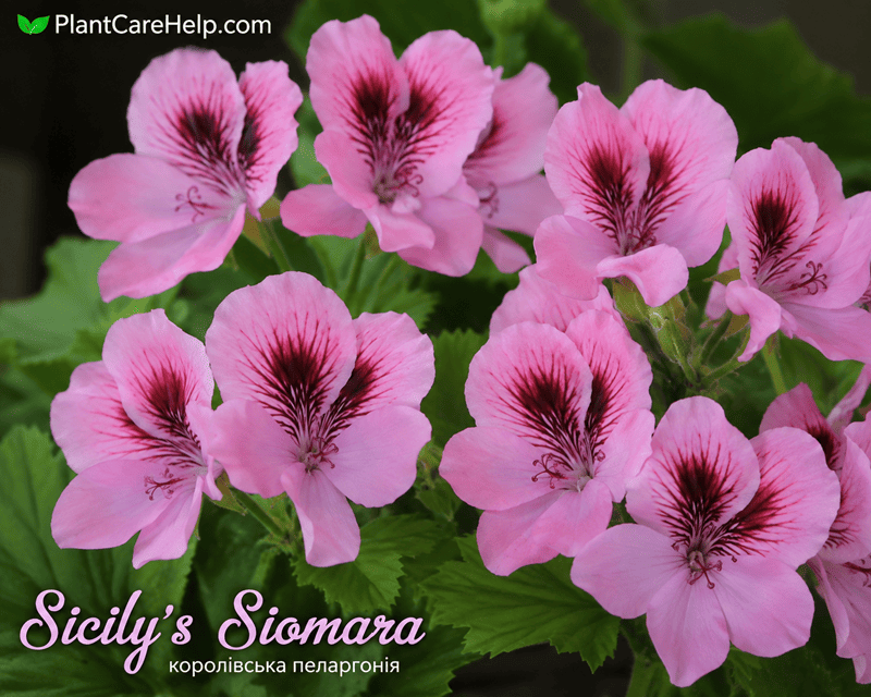 Королівська пеларгонія Sicily’s Siomara