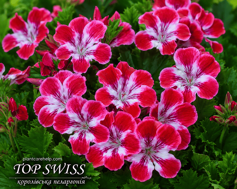 Королівська пеларгонія TOP SWISS