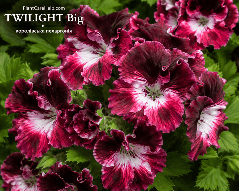 Королівська пеларгонія TWILIGHT Big