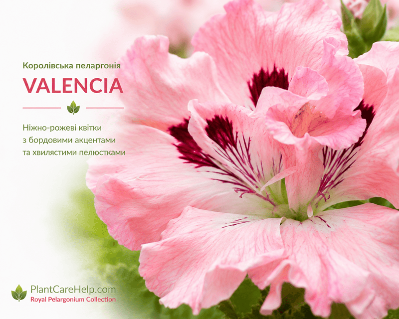 VALENCIA крупний план квітки