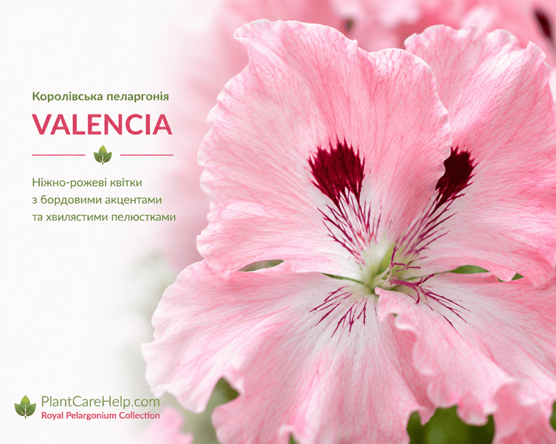 VALENCIA крупний план пелюстки