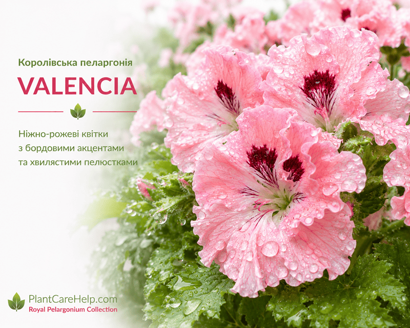 VALENCIA після дощу