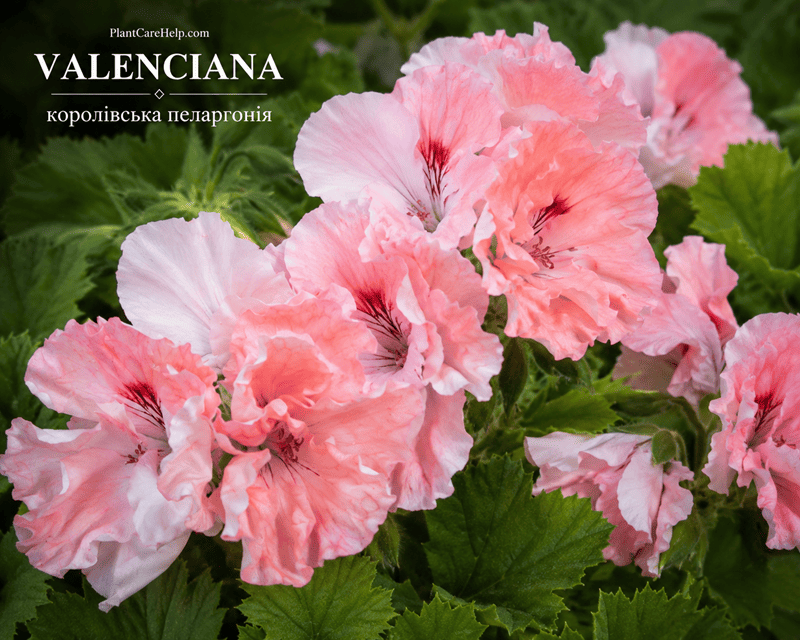 Королівська пеларгонія VALENCIANA