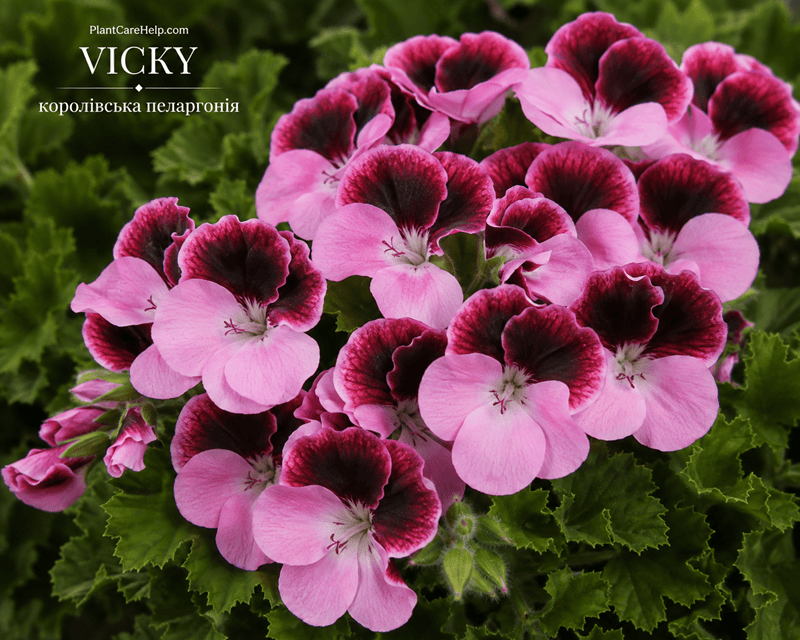 VICKY Regal Pelargonium